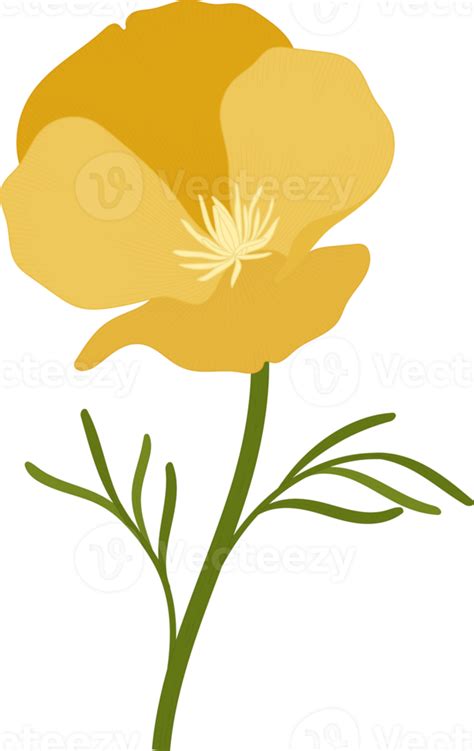 California State Flower Clipart Pictures