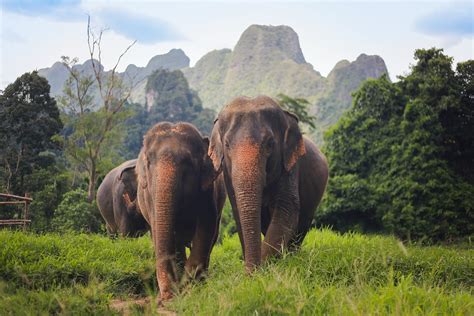 Les meilleures choses à faire dans le parc national de Khao Sok Thai