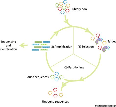 Modified Nucleic Acid Aptamers Development Characterization And