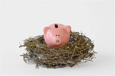 Nest Piggy Stock Photo Image Of Financing Money Nest 2449066