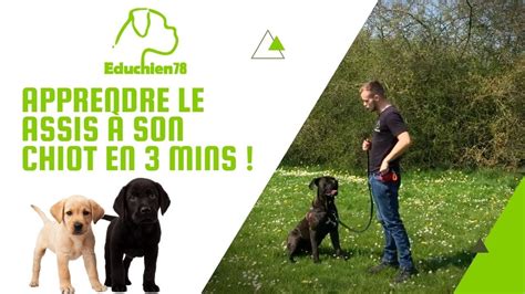 APPRENDRE LE ASSIS A SON CHIOT EN 3 MINUTES YouTube