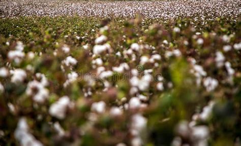 Fondo Di Struttura Della Piantagione Del Campo Del Cotone Immagine