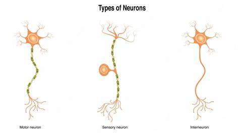 Premium Vector Types Of Neurons Scientific Infographic