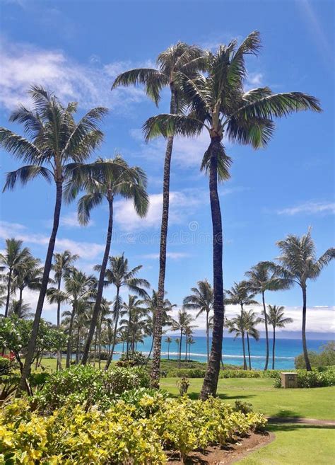 Tropical View Of Palm Trees And Pacific Ocean On Maui Stock Image