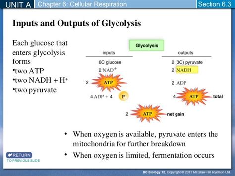 Biology 12 Glycolysis And Fermentation Section 6 2 And 6 3