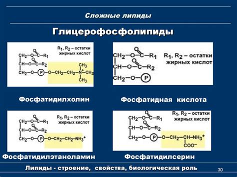 Липиды. Строение, свойства, функции. (Лекция 6) - презентация онлайн