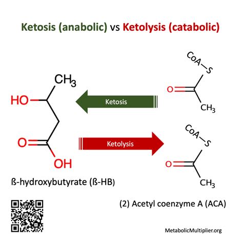 Layperson terms for ketone body metabolism? - Metabolic Multiplier