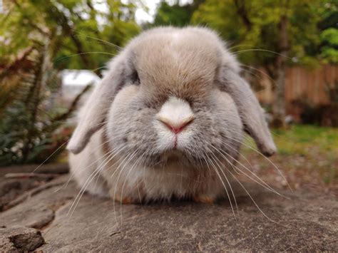 Our Holland Lop Bunnies Oba Rabbitry