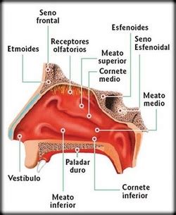 Fosas Nasales Fisiologia Del Sistema Respiratoirio