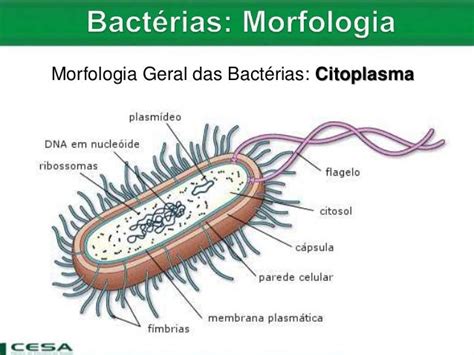 Morfologia Estrutura E Reprodução Das Bactérias Várias Estruturas