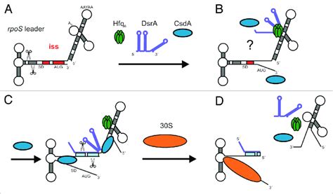 Model For Translational Activation Of Rpos Mrna By Dsra Hfq And Csda