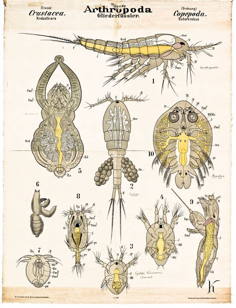 arthropoda copepoda biology art science illustration scientific