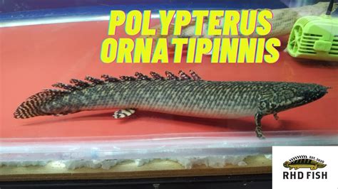 Polypterus Profile Ornatipinnis Bichir Ikan Palmas Orna Youtube