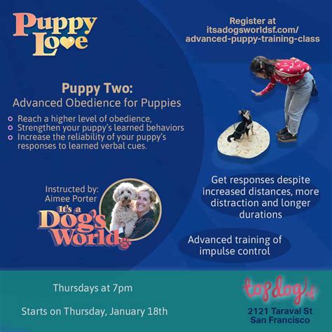 Puppy Training Classes Top Dog Sf