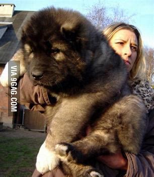 Just a caucasian mastiff puppy! - 9GAG