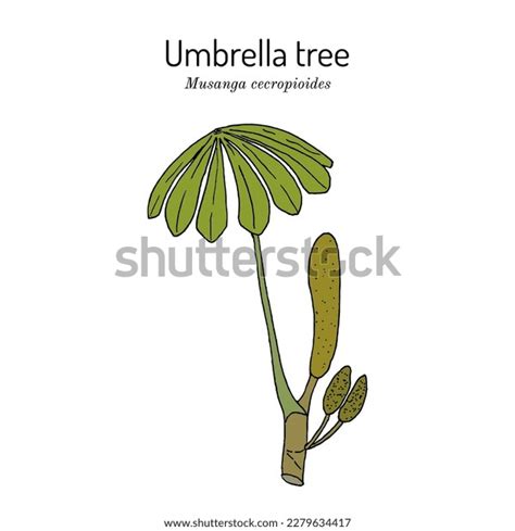 Umbrella Tree African Corkwood Musanga Cecropioides Stock Vector