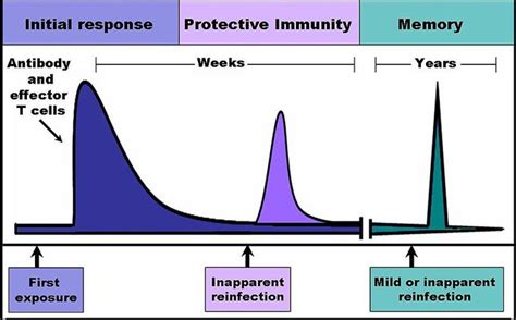 Overview Of The Immune System Biology Libretexts