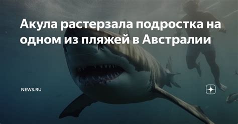 Акула растерзала подростка на одном из пляжей в Австралии | NEWS.ru | Дзен