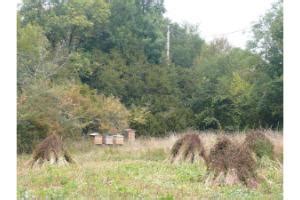 Ferme et exploitation agricole à Saint Cirq 82300