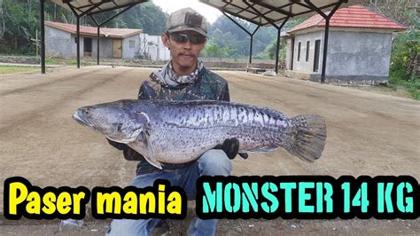 Nembak Ikan Toman Monster 14kg Big Fish Hunting Jadi Tontonan Warga