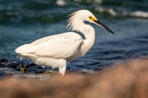 12 Types Of Herons In Alabama