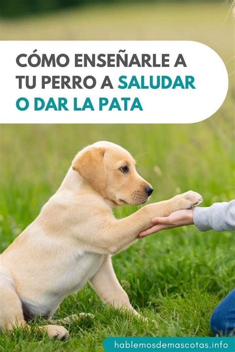 Todos Amamos Que Nuestras Mascotas Aprendan Nuevos Trucos Resulta Un