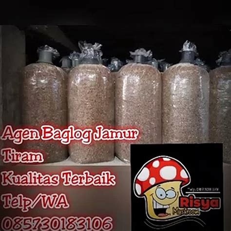 Jual Bibit Jamur Tiram Bojonegoro Call 0857 3018 3106 PENJUAL AMANAH