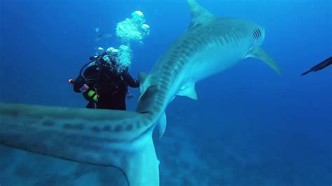 Tiger Shark Close Encounter Youtube