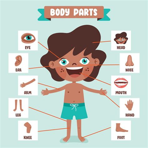 Cartoon Drawing Of Human Body Parts 13539642 Vector Art At Vecteezy