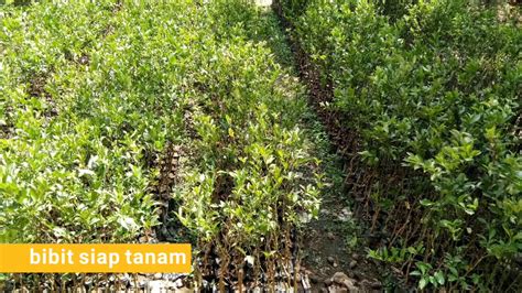 Jual Bibit Jeruk Madu Pamelo Dekopon Lemon Keproksiam Di Sukabumi Jawa