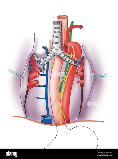 Esophagus Trachea Anatomy