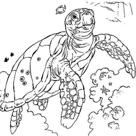 Coloriage Tortue Mer En Ligne Gratuit à Imprimer