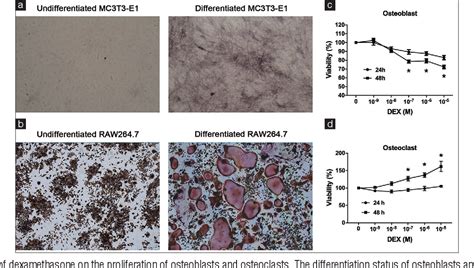 Figure From Different Susceptibilities Of Osteoclasts And Osteoblasts