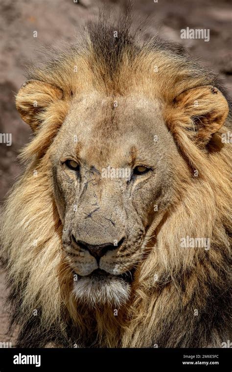 Close Up Of The Face Of A Big Male Lion Stock Photo Alamy