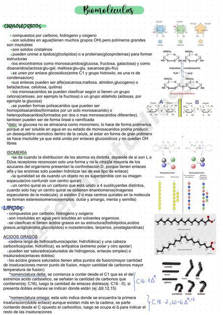 Biomoléculas Geraldine Santander uDocz