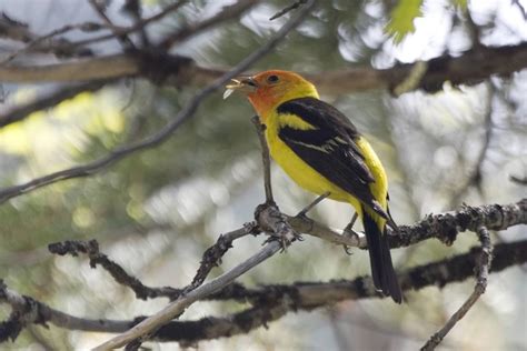 Birds Gallery Mount Diablo Bird Alliance