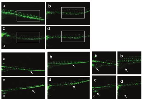 Angiogenesis In Tg Fli Gfp Zebrafish Embryos Treated With Murraya