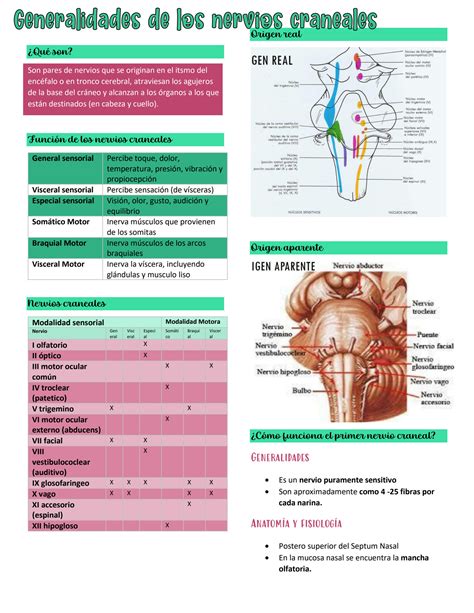 SOLUTION Generalidades De Los Nervios Craneales Studypool