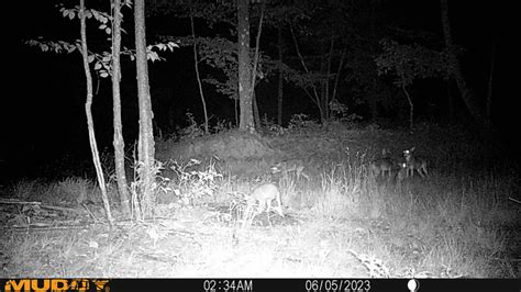 Summertime In The Deer Woods Bowhuntingnet