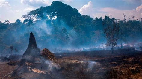 Incendios En El Amazonas Quién Se Beneficia De La Explotación