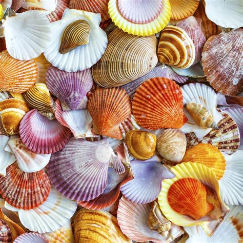 Seashells Wooden Jigsaw Puzzle Zen Puzzles Collection