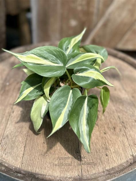 Philodendron Silver Stripe 4 Cerbos Parsippany Greenhouses