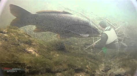 Pesca Alla Passata Underwater Youtube