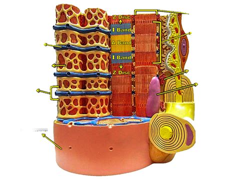 Muscle Fiber diagram Diagram | Quizlet