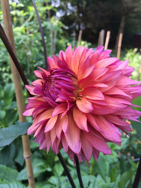 Sonic Bloom Dahlia With Over 100 Flowers