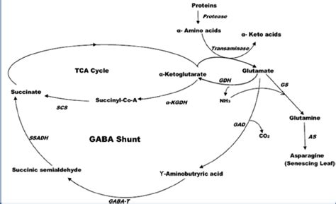 Role Of Gaba Shunt In Metabolism Of Proteins And Amino Acids During