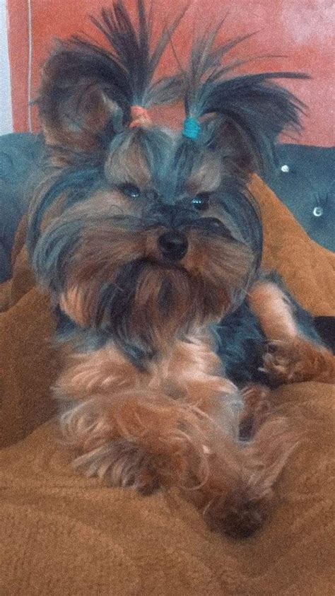 Piesek Yorkshire Terrier Kg Miniaturka Z Rodowodem Uk W Olx Pl