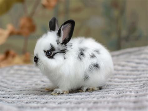 Dutch Rabbit Breed Characteristics Care History And Breeding Practices Bunny Eat