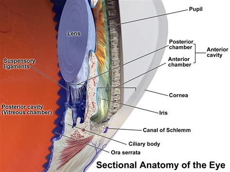 Schlemm's canal - Wikipedia