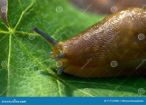 Giant Slug Royalty-Free Stock Image | CartoonDealer.com #54579976